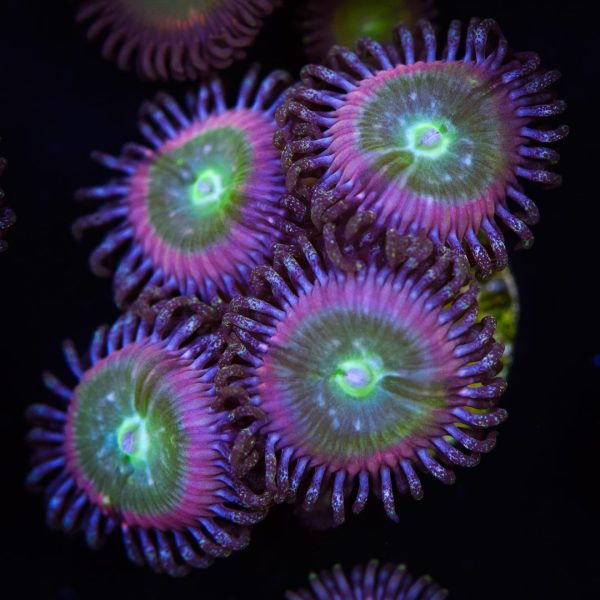 WWC Serenity Zoanthids For Sale