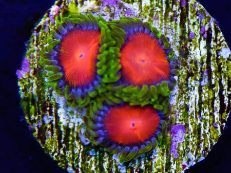 Yellow Brick Road Zoanthids Fashion