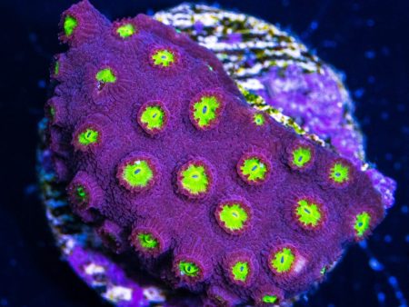 CB Bling Bling Cyphastrea Hot on Sale