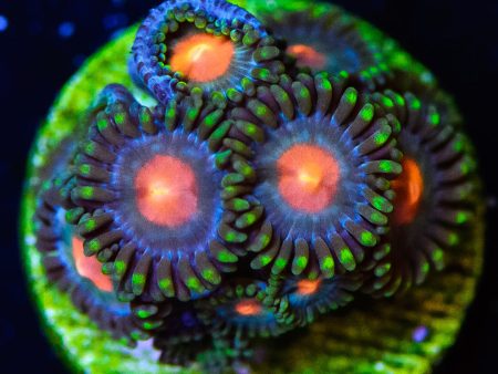 Blue Pinwheel Zoanthids For Cheap