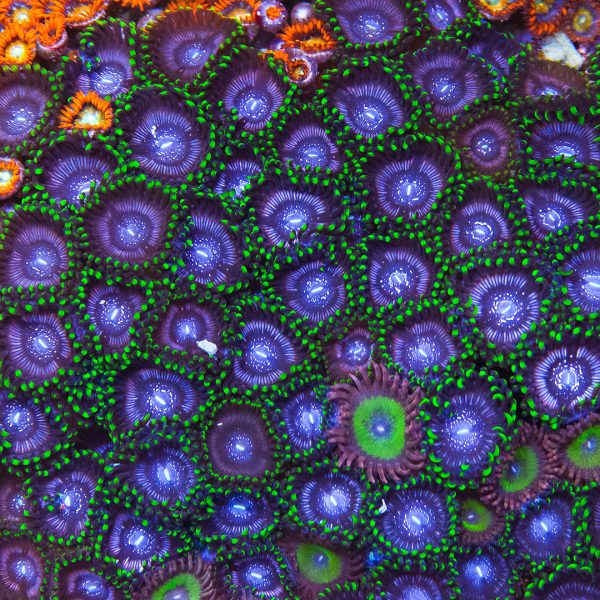 WWC Black Orchids Zoanthids Hot on Sale