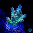 WWC Aurora Acropora For Sale