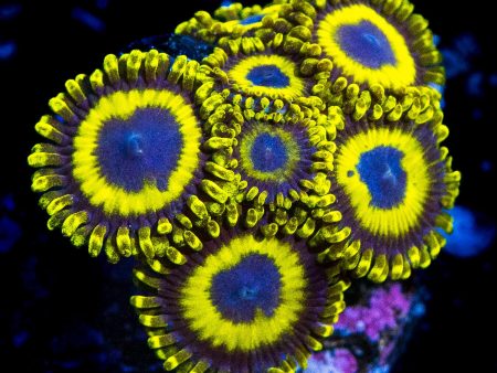 LA Laker Zoanthids For Cheap