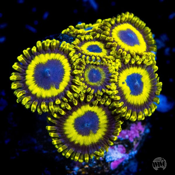 LA Laker Zoanthids For Cheap