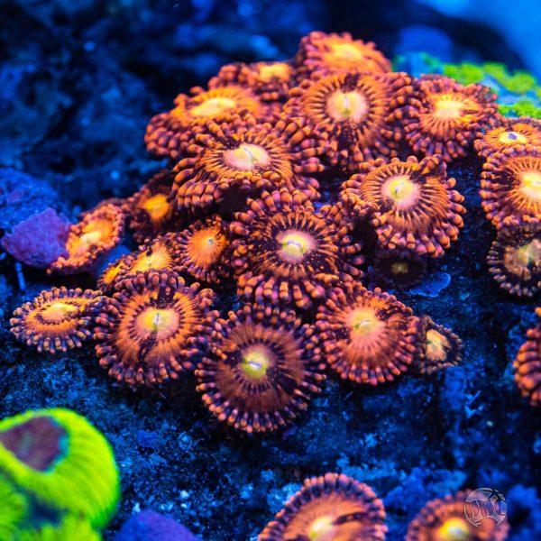 WWC Halle Berry Zoanthids Supply