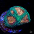 WWC Honey Pot Favia Coral Online