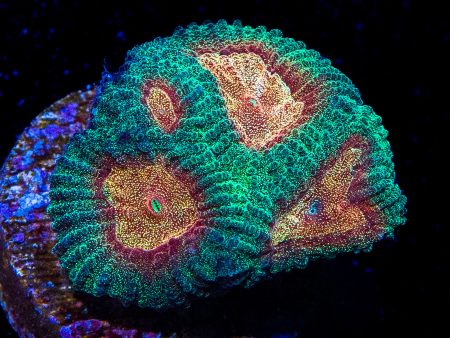 WWC Honey Pot Favia Coral Online