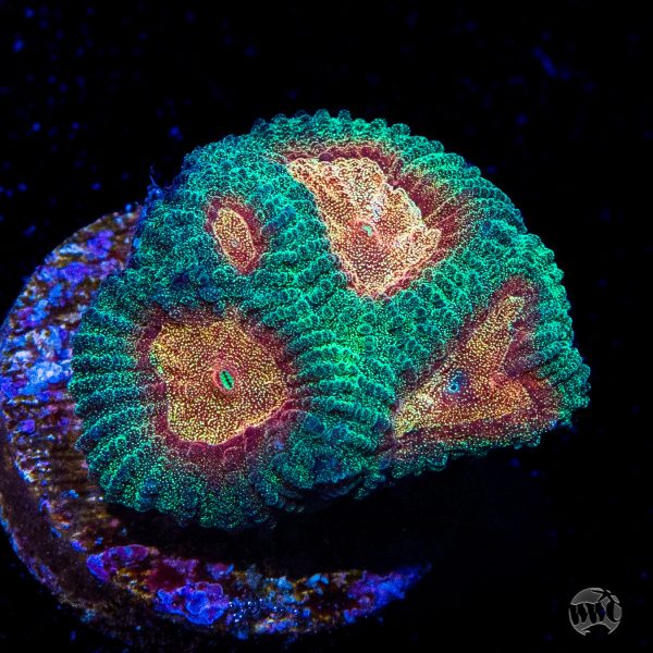 WWC Honey Pot Favia Coral Online