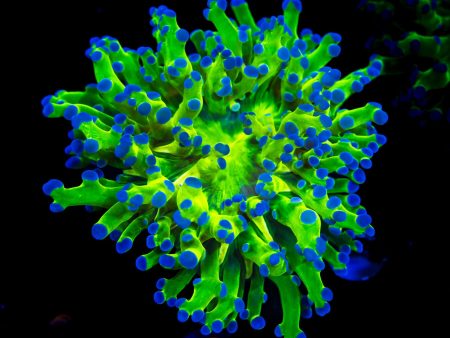 WWC Bi-Color Frogspawn Coral Online Sale