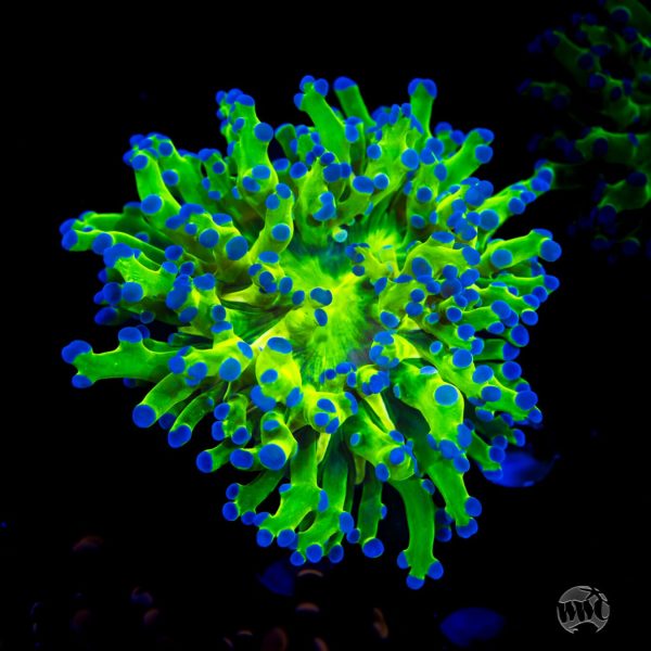 WWC Bi-Color Frogspawn Coral Online Sale