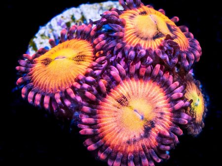 WWC Halle Berry Zoanthids Supply