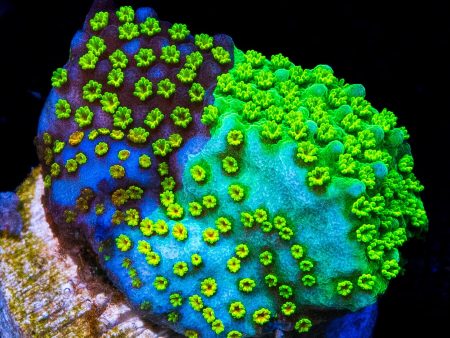 Jason Fox Grafted Rainbow Montipora Coral on Sale