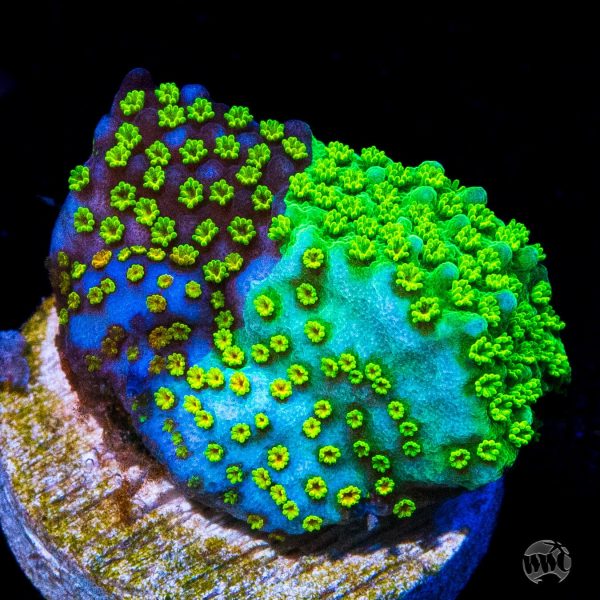 Jason Fox Grafted Rainbow Montipora Coral on Sale