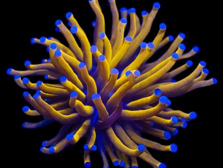 Aussie Gold Torch Coral Supply