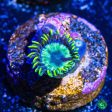 WWC Angry Avocado Zoanthids on Sale