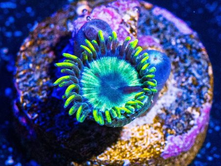 WWC Angry Avocado Zoanthids on Sale