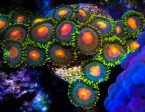 Green Bay Packer Zoanthids Supply