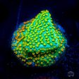 Jason Fox Rainbow Montipora Coral Cheap