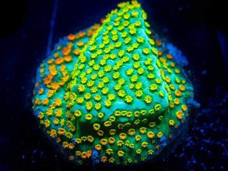 Jason Fox Rainbow Montipora Coral Cheap