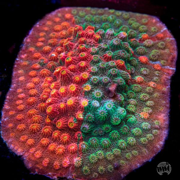 WWC Tutti Fruiti Grafted Cyphastrea Coral Online now