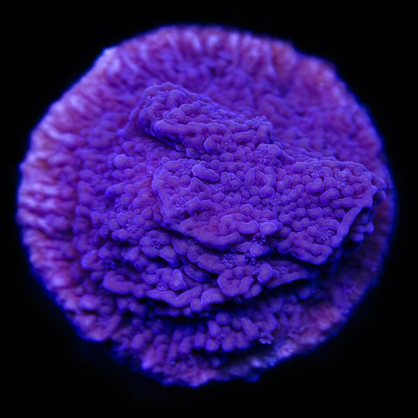 Vivid s Purple Cap Montipora Coral Online