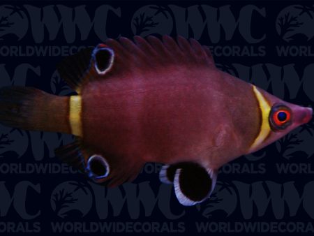 Yellow Banded Possum Wrasse - Philippines Online Sale