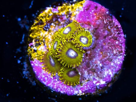 Pikachu Zoanthids Sale