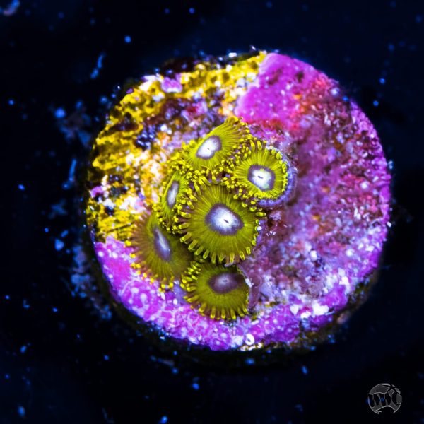 Pikachu Zoanthids Sale