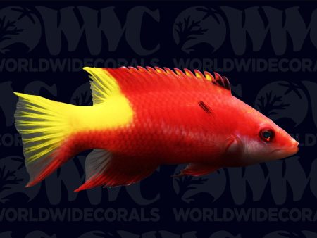 Cuban Hogfish - Brazil Discount