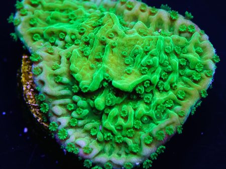 WWC Spearmint Montipora Cap Coral For Cheap