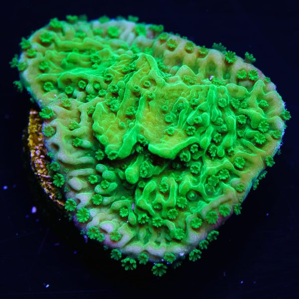 WWC Spearmint Montipora Cap Coral For Cheap