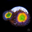 WWC Space Juice Zoanthids For Discount