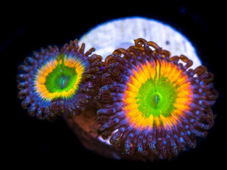 WWC Space Juice Zoanthids For Discount