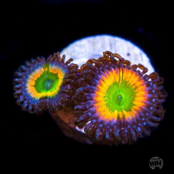 WWC Space Juice Zoanthids For Discount