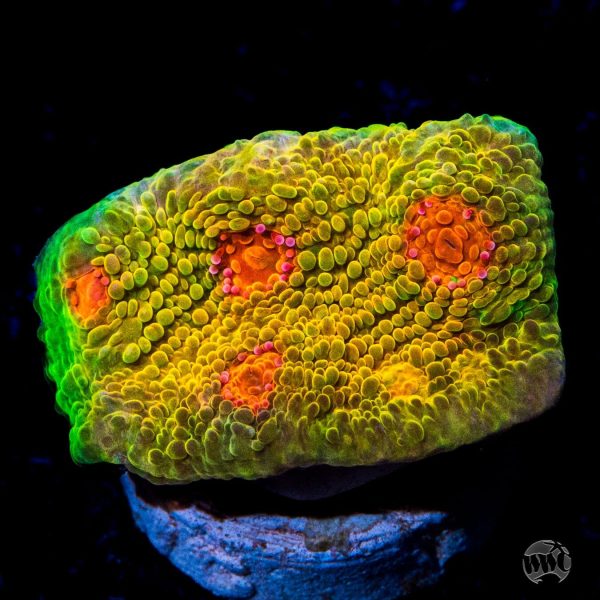 Tyree Mummy Eye Chalice Coral Online Hot Sale