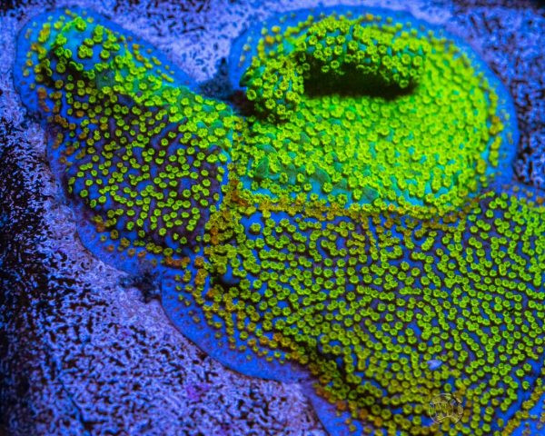 Jason Fox Grafted Rainbow Montipora Coral on Sale