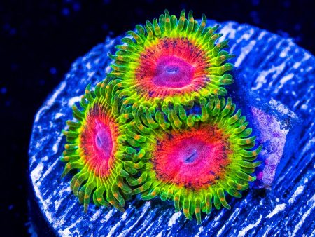 Awesome Blossom Zoanthids on Sale