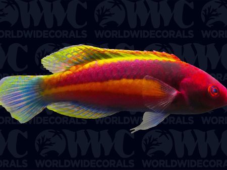 Yellow Band Velvet Wrasse - Male - Marshall Islands Supply