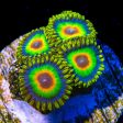 Rasta Zoanthids Discount