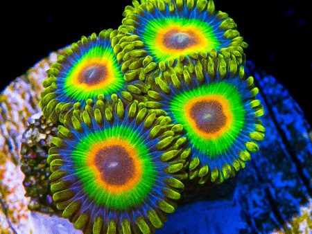 Rasta Zoanthids Discount