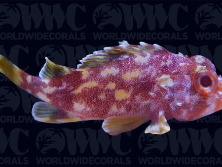 Yellowspotted Dwarf Scorpionfish - Philippines Online Hot Sale