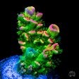 Jason Fox Homewrecker Tenuis Acropora For Sale