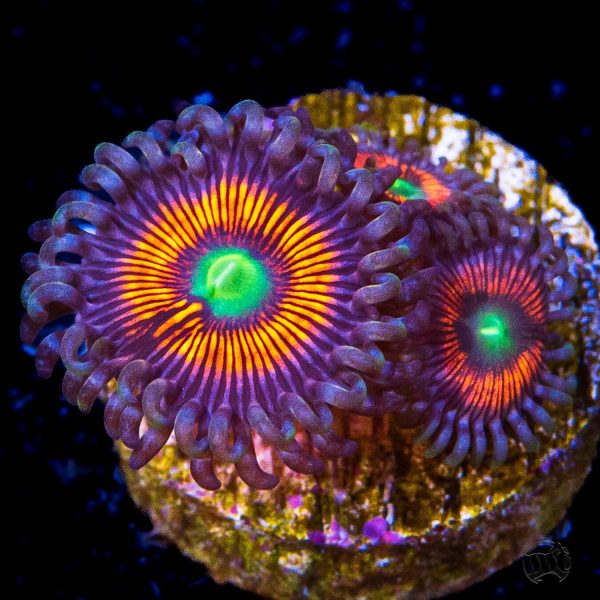 Everlasting Gobstopper Zoanthids For Cheap