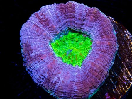 Blue Hole Bowerbanki Coral For Sale