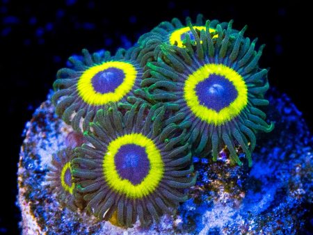 WWC Yellow Submarine Zoanthids Online Sale