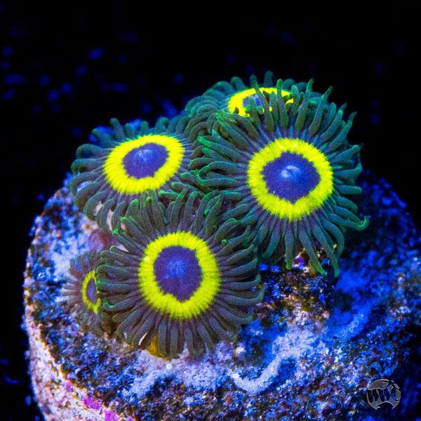 WWC Yellow Submarine Zoanthids Online Sale