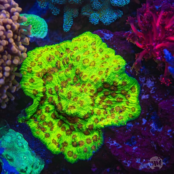 Jason Fox Nemesis Chalice Coral Supply