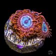 Utter Peace Zoanthids on Sale