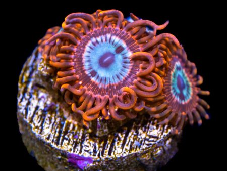 Utter Peace Zoanthids on Sale