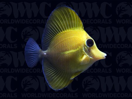 Yellow Scopas Tang - Philippines Fashion